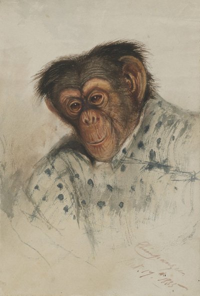 Chimpanzee Head by Edward Lear